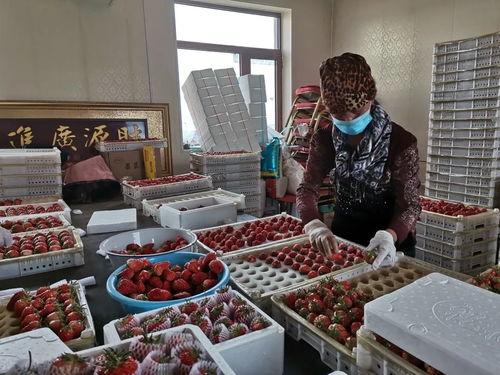 千金鄉(xiāng)草莓 春日的甜蜜饋贈，帶來新鮮水果零售新體驗