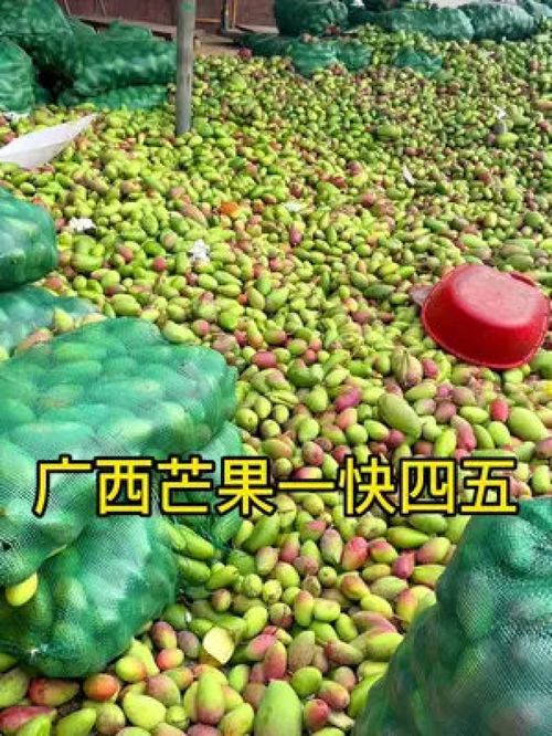 從枝頭到舌尖 百色金煌芒，新鮮應季的優質農產品