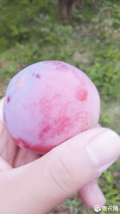 【農人直供】酸甜可口，一口咬下當季鮮！—— 原產地直發黃肉紅布林李子品鑒